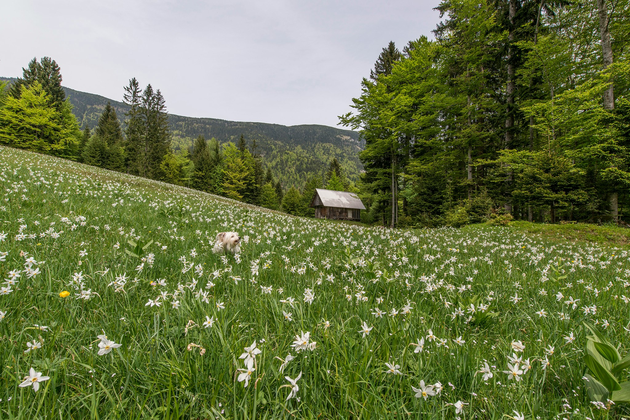 Berghut in een groene alpenweide in de zomer